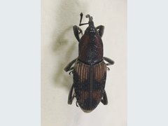 Rhabdoscelus obscurus