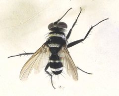 Trigonospila cingulata
