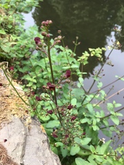 Scrophularia