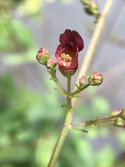 Scrophularia