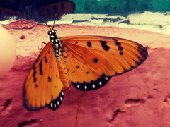 Acraea terpsicore