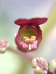 Scrophularia