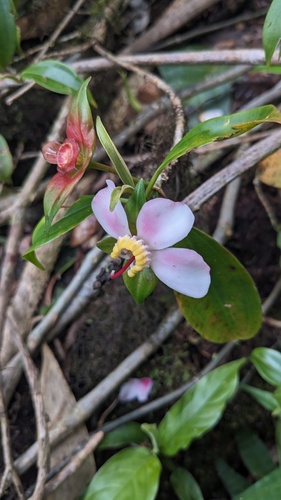 Blakea gracilis, photograph 1