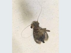 Lepidopsocidae