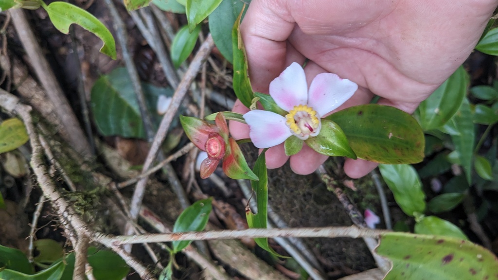 Blakea gracilis; photograph (c) Shaan Aroeste, some rights reserved (CC BY)