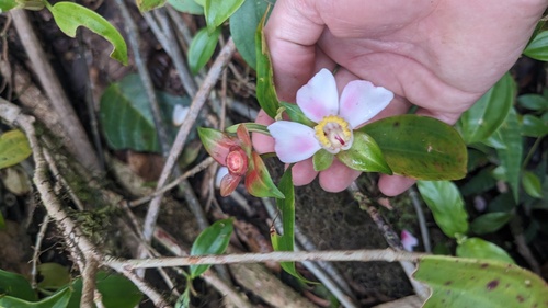 Blakea gracilis