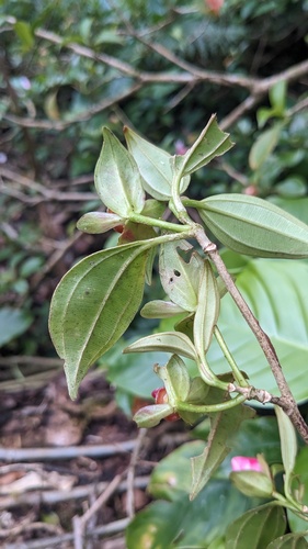 Blakea gracilis, photograph 2