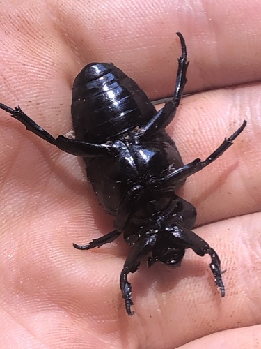 Cyclidius lacordairei