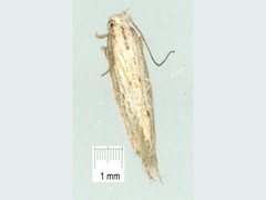 Ephysteris