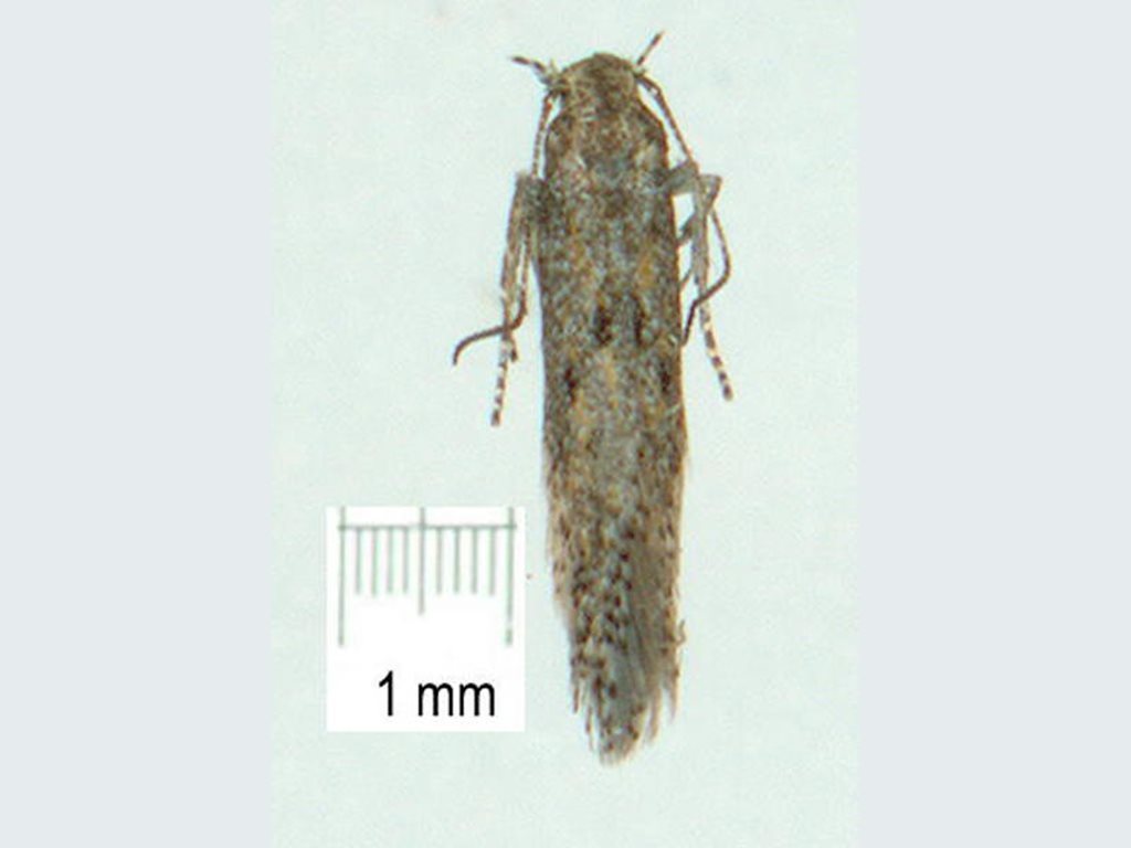 Ephysteris