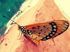 Acraea terpsicore