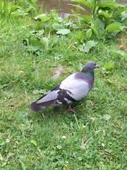 Columba livia domestica