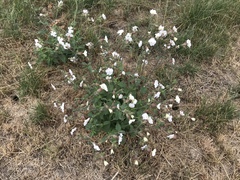 Silene latifolia