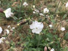 Silene latifolia