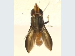 Cephaloconus tenebrosus