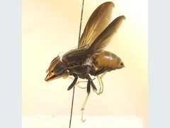 Cephaloconus tenebrosus