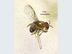 Steganopsis melanogaster