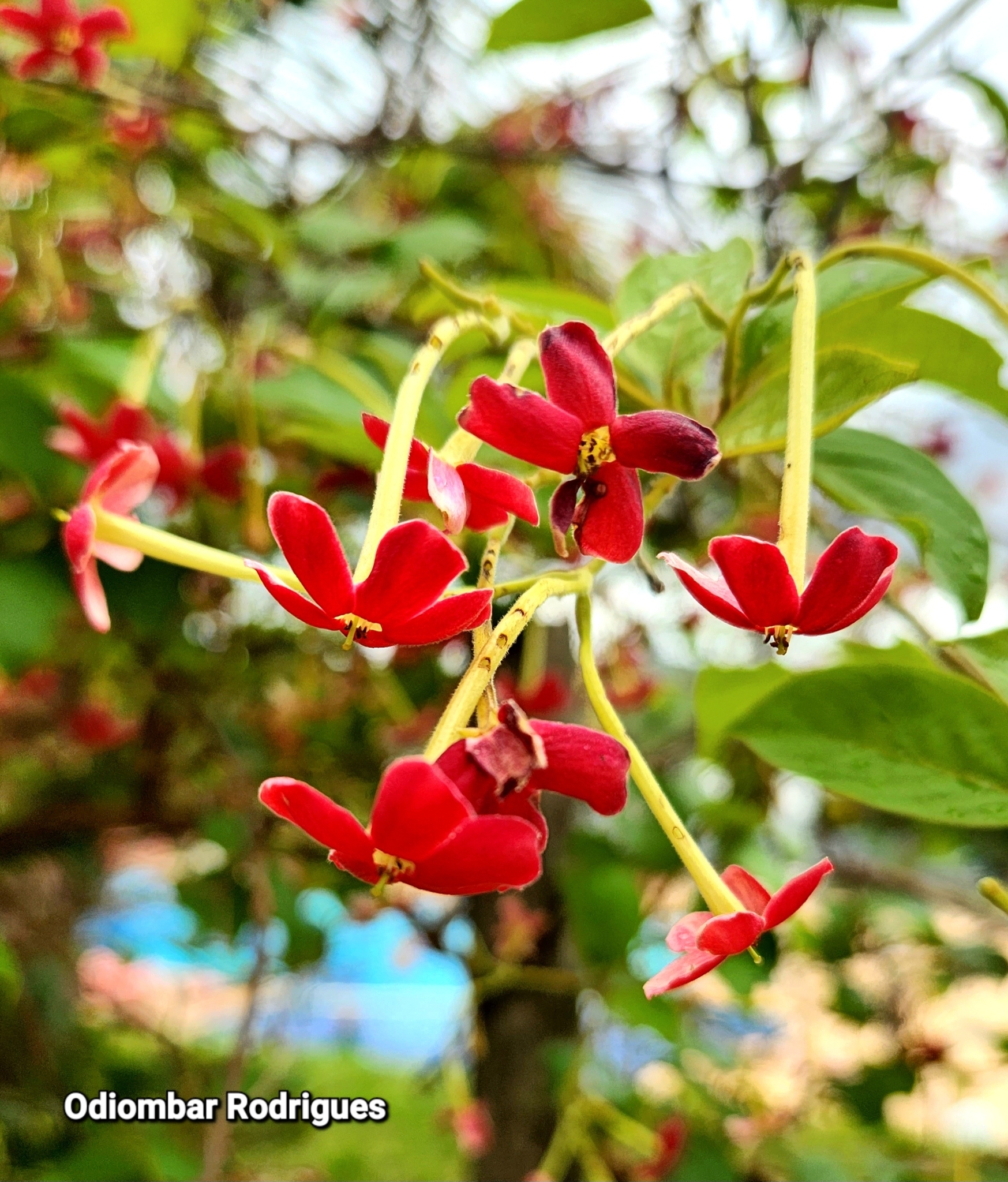 Combretum indicum