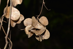 Dioscorea transversa