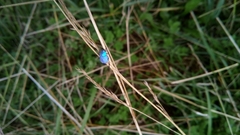 Hoplia coerulea