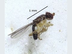 Periscelididae