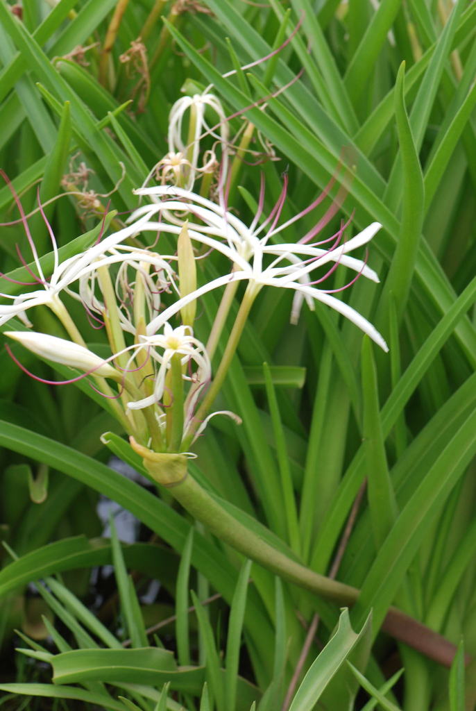 River crinum lily