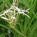 Crinum viviparum - Photo (c) Aparna Watve, algunos derechos reservados (CC BY-NC), subido por Aparna Watve