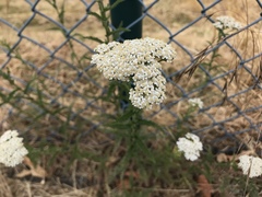 Achillea millefolium