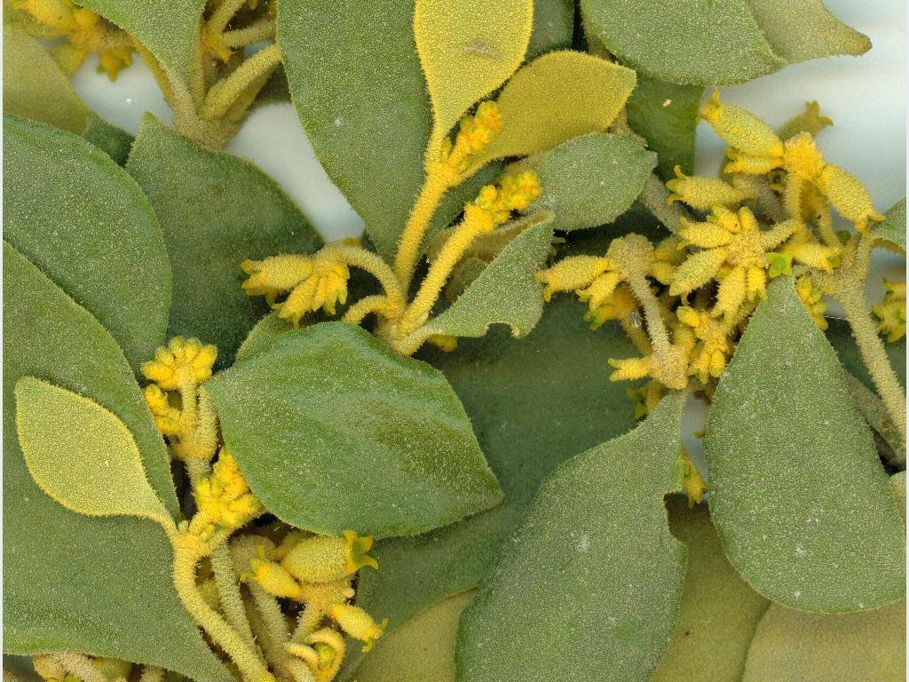 golden mistletoe