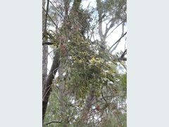 Notothixos subaureus