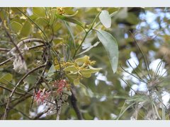 Notothixos subaureus