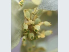 Notothixos subaureus