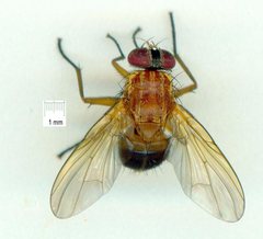 Dichaetomyia johannis