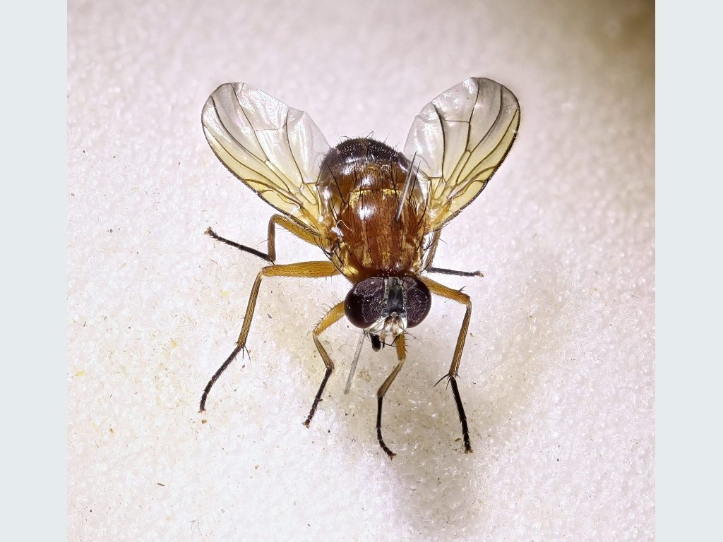 Dichaetomyia johannis