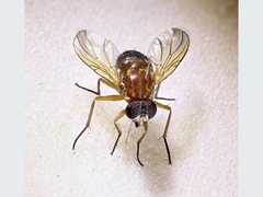 Dichaetomyia johannis