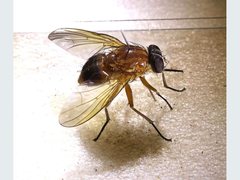 Dichaetomyia johannis