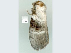 Acatapaustus metallopa