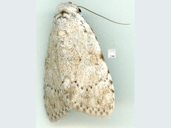 Barasa cymatistis
