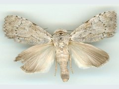 Barasa cymatistis