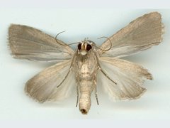 Barasa cymatistis