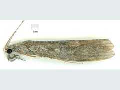 Triplectidinae