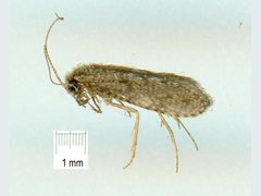 Ecnomidae