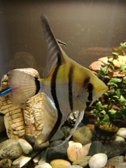 Pterophyllum scalare