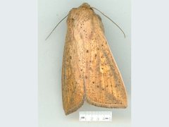 Mythimna formosana