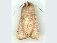 Mythimna formosana