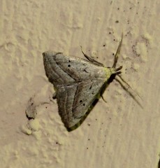 Macrochilo hypocritalis