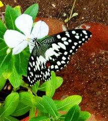 Papilio demoleus