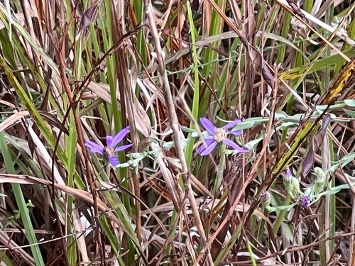 Image of Symphyotrichum concolor by (c) Sue Ann Kendall, some rights reserved (CC BY)