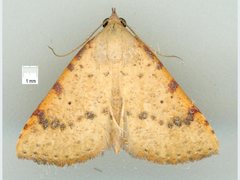Madope auferens