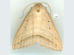 Loxioda hampsoni